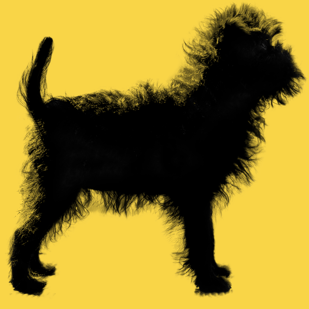 Affenpinscher – Kennel Crea Diem