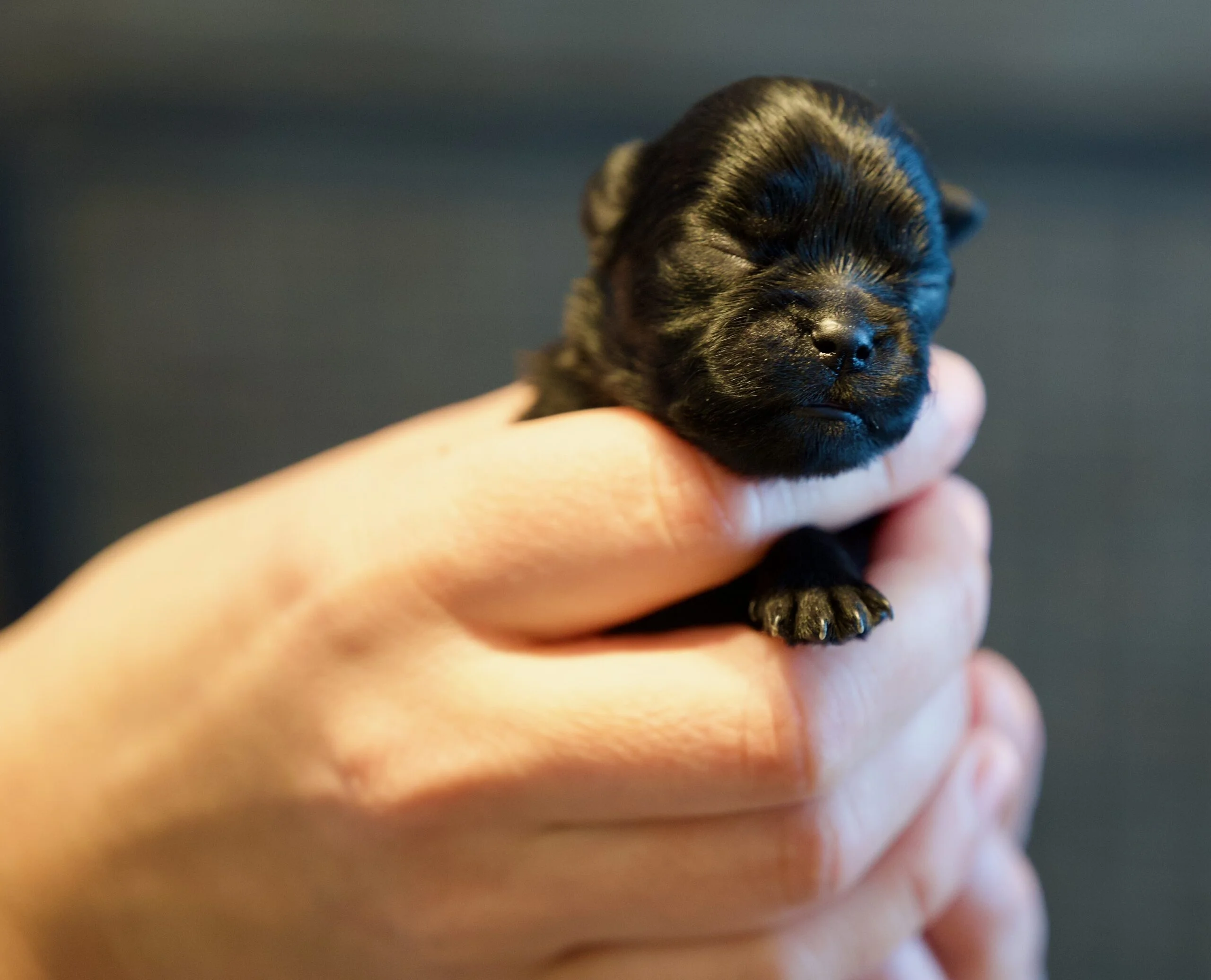 Newborn affenpinscher puppy. No eyes but claws.
